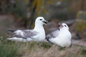 Hugsið um umhvørvið, tá tit taka nátar