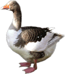 Gásin er nummar eitt í Hovi 